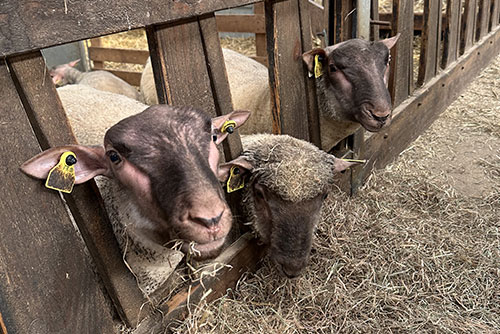 AIDSA - Ensemble, cultivons l'emploi