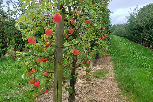 AIDSA - Ensemble, cultivons l'emploi